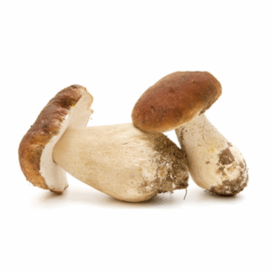 Buy Fresh Porcini Mushrooms-1kg