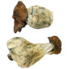 Dino Egg Magic Mushrooms