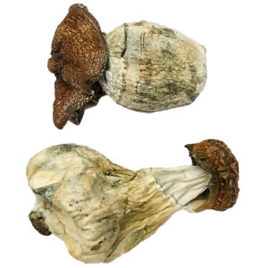 Dino Egg Magic Mushrooms