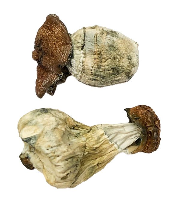 Dino Egg Magic Mushrooms