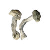 Fisher Magic Mushrooms
