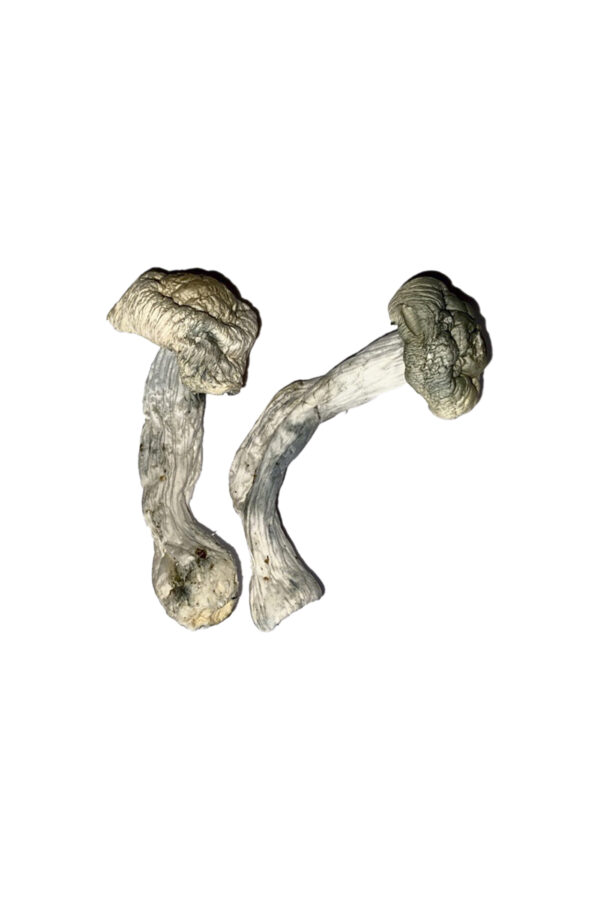 Fisher Magic Mushrooms