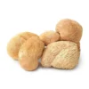 Dried Mushrooms For Sale