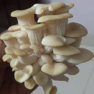 Buy White Oyster Mushrooms – 1kg